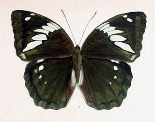 <i>Bassarona iva</i> Species of butterfly