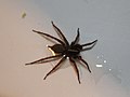 Thumbnail for Maimuna (spider)