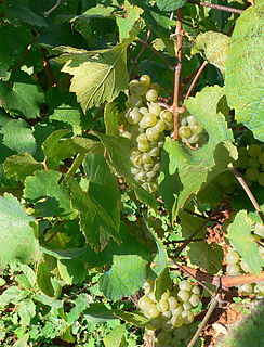 Malvasia Variety of grape