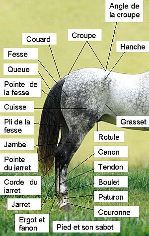 Morphologie Du Cheval: Morphologie générale, Position des régions du corps, Détail des parties du corps