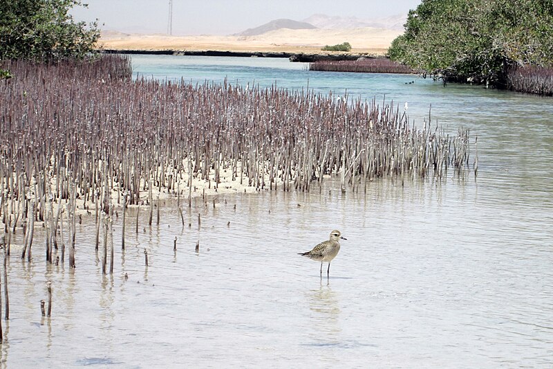 File:Mangrove Channel Ras Mohamed South Sinai.jpg