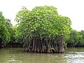 Mangrove Forest in Pichavaram, Tamilnadu, India - panoramio (1).jpg