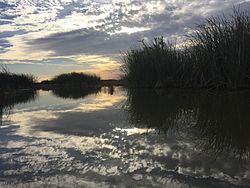 Marshes in southern Iraq.jpeg