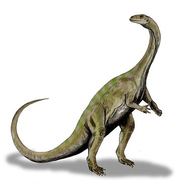 File:Massospondylus BW.jpg