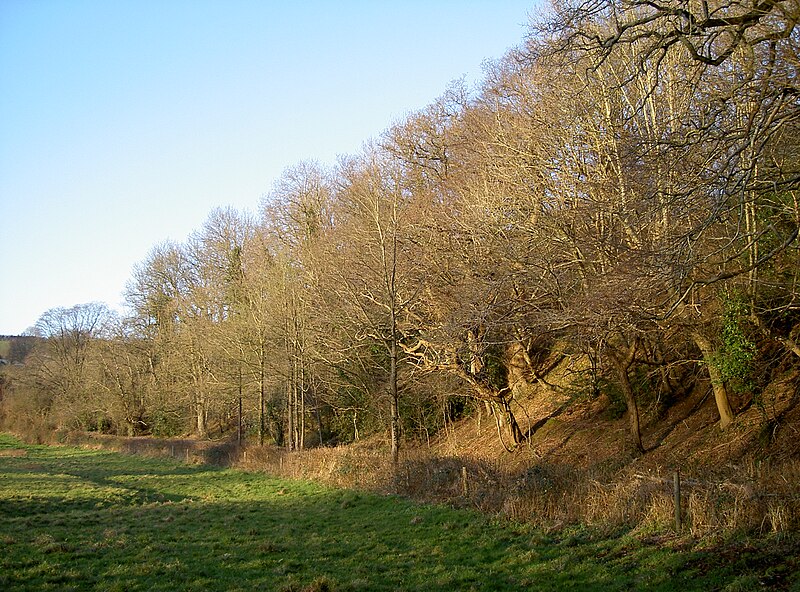 File:Mature trees in Culvery Wood - geograph.org.uk - 5646119.jpg