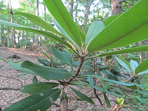 The eponymous plant in the protected area