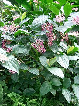 Medinilla speciosa