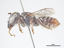 Megachile callura f.jpg