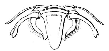 Antennes, mandibules et labrum.