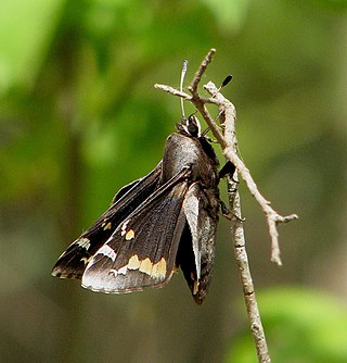 <i>Megathymus</i> Genus of butterflies