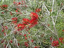 Melaleuca sabrina (barglar, gullar) .JPG