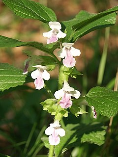 <i>Melittis</i> Genus of flowering plants