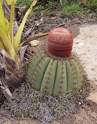 <i>Melocactus ernestii</i> Species of cactus