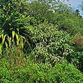 Melochia villosissima tree Guam.jpg