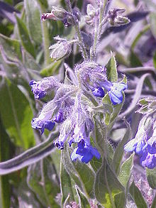 Mertensia echioides1.jpg