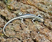 Metallischer Skink mit Schlangenaugen (Cryptoblepharus metallicus) .jpg