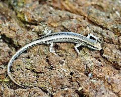 Description de l'image Metallic snake-eyed skink (Cryptoblepharus metallicus).jpg.