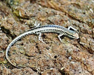 <i>Cryptoblepharus metallicus</i> Species of lizard