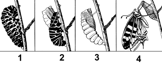 チョウの完全変態 1：前蛹となった幼虫、2：蛹化、3：蛹、4：羽化した成虫