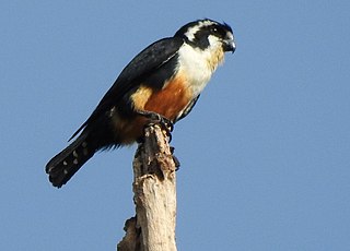 <span class="mw-page-title-main">Black-thighed falconet</span> Species of bird