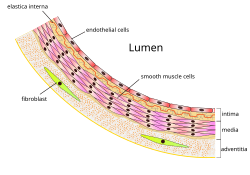 Microscopic anatomy of an artery en.svg