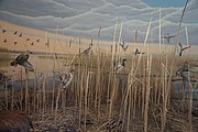 Horicon Marsh: Dodge County, Wisconsin