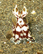 mimic octopus