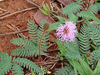 Mimosa hirsutissima