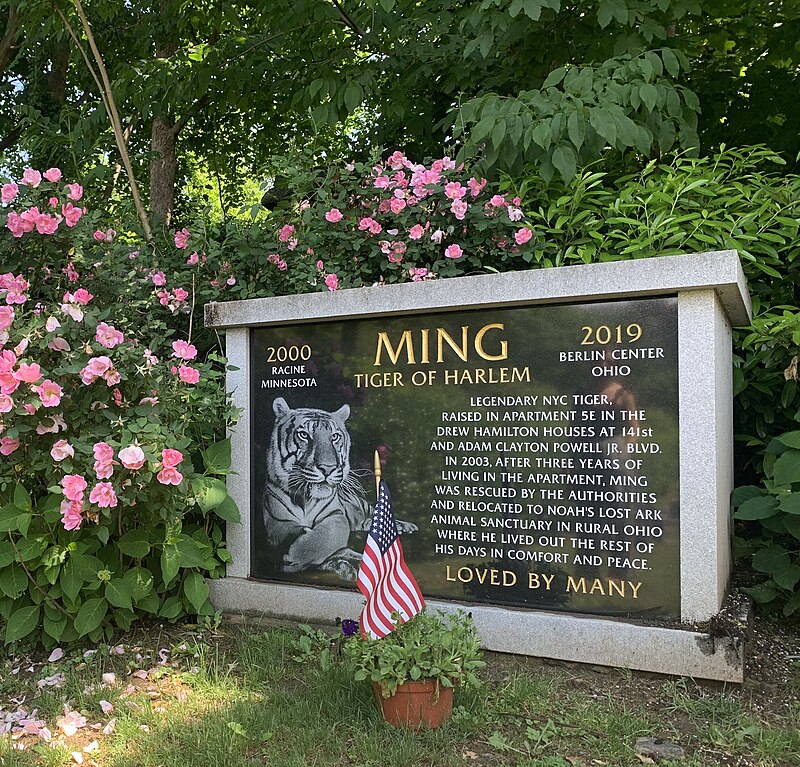 Ming of Harlem: Yes, a 425-Pound Tiger Lived in an N.Y.C.