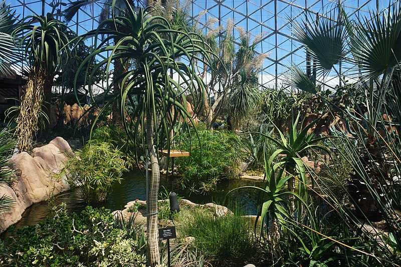 File:Mitchell Park Horticultural Conservatory July 2022 25 (Desert Dome).jpg