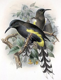 Oʻahu ʻōʻō Extinct species of bird