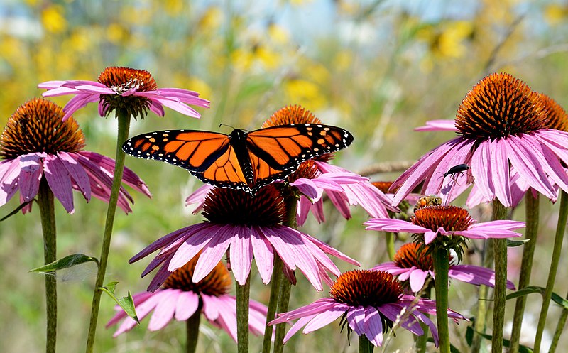 File:Monarch butterfly and honeybee on purple coneflower (36258847092).jpg