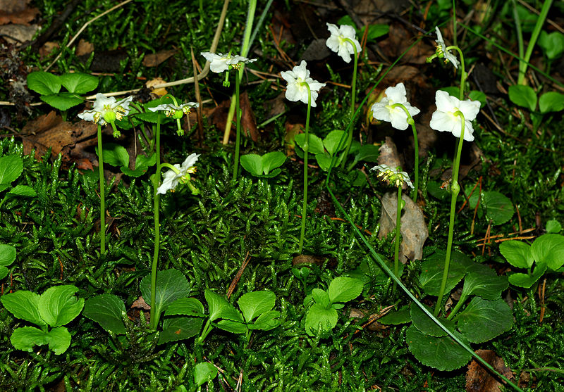 File:Moneses uniflora - group.jpg