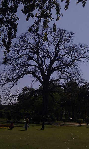 File:More than 100 year old tree in Baghe jinnah Lahore.jpg