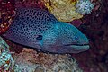 * Nomination Giant moray (Gymnothorax javanicus), Red Sea, Egypt --Poco a poco 11:33, 24 June 2023 (UTC) * Promotion  Support Good quality. --Jmh2o 11:39, 24 June 2023 (UTC)