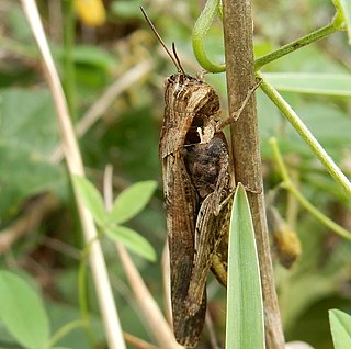 <i>Morphacris</i> Genus of grasshoppers