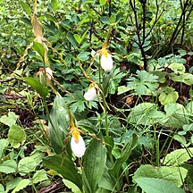 Cypripedium montanum