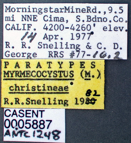 File:Myrmecocystus christineae casent0005887 label 1.jpg