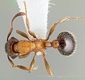 Myrmica discontinua casent0005701 dorsal 1. jpg