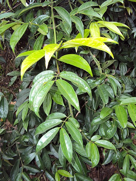 File:Myxopyrum smilacifolium 01.JPG
