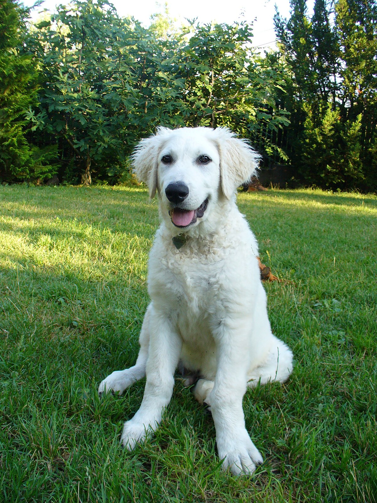 Golden Retriever - Wiktionary, the free dictionary