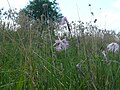 Kuckuckslichtnelke (Lychnis flos-cuculi) im Naturschutzgebiet Gfällach