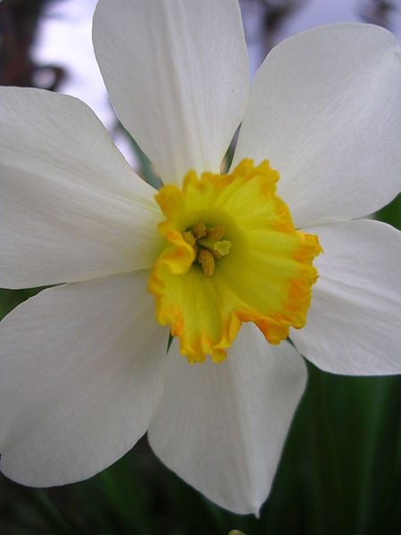 File:Narcissus pseudonarcissus (VG 01).jpg