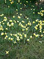 Narcissus pseudonarcissus subsp. pseudonarcissus habitat