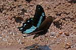 Thumbnail for Papilio nireus