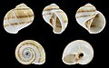 * Nomination Shell of a Moon snail, Natica spadicea --Llez 05:11, 27 July 2021 (UTC) * Promotion  Support Good quality.--Famberhorst 05:13, 27 July 2021 (UTC)