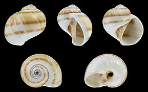 Natica spadicea, shell