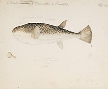 Naturalis Biodiversity Center - RMNH.ART.169 - Takifugu vermicularis (Temminck and Schlegel) - Kawahara Keiga - 1823 - 1829 - Siebold Collection - pencil drawing - water colour.jpeg