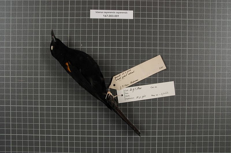 File:Naturalis Biodiversity Center - RMNH.AVES.37068 1 - Icterus cayanensis cayanensis (Linnaeus, 1766) - Icteridae - bird skin specimen.jpeg