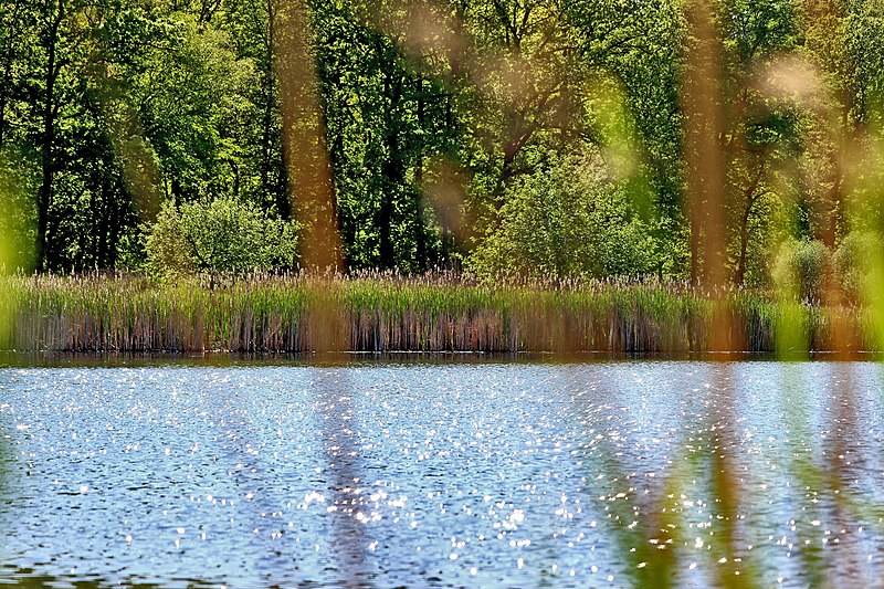 File:Naturschutzgebiet "Tongrube Gochsheim".jpg